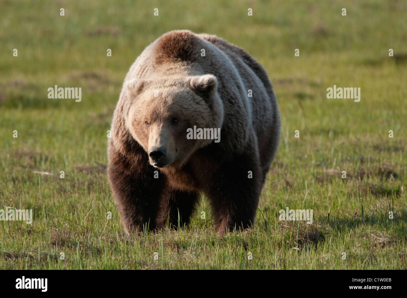 Kodiak brown bear (Ursus arctos middendorffi) foraging, Swikshak, Katami Coast, Alaska, USA Stock Photo