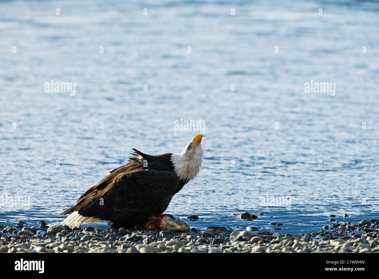 A bald eagle watches for other eagles as it feeds on a chum salmon along the banks of the Chilkat River near Haines, Alaska. Stock Photo