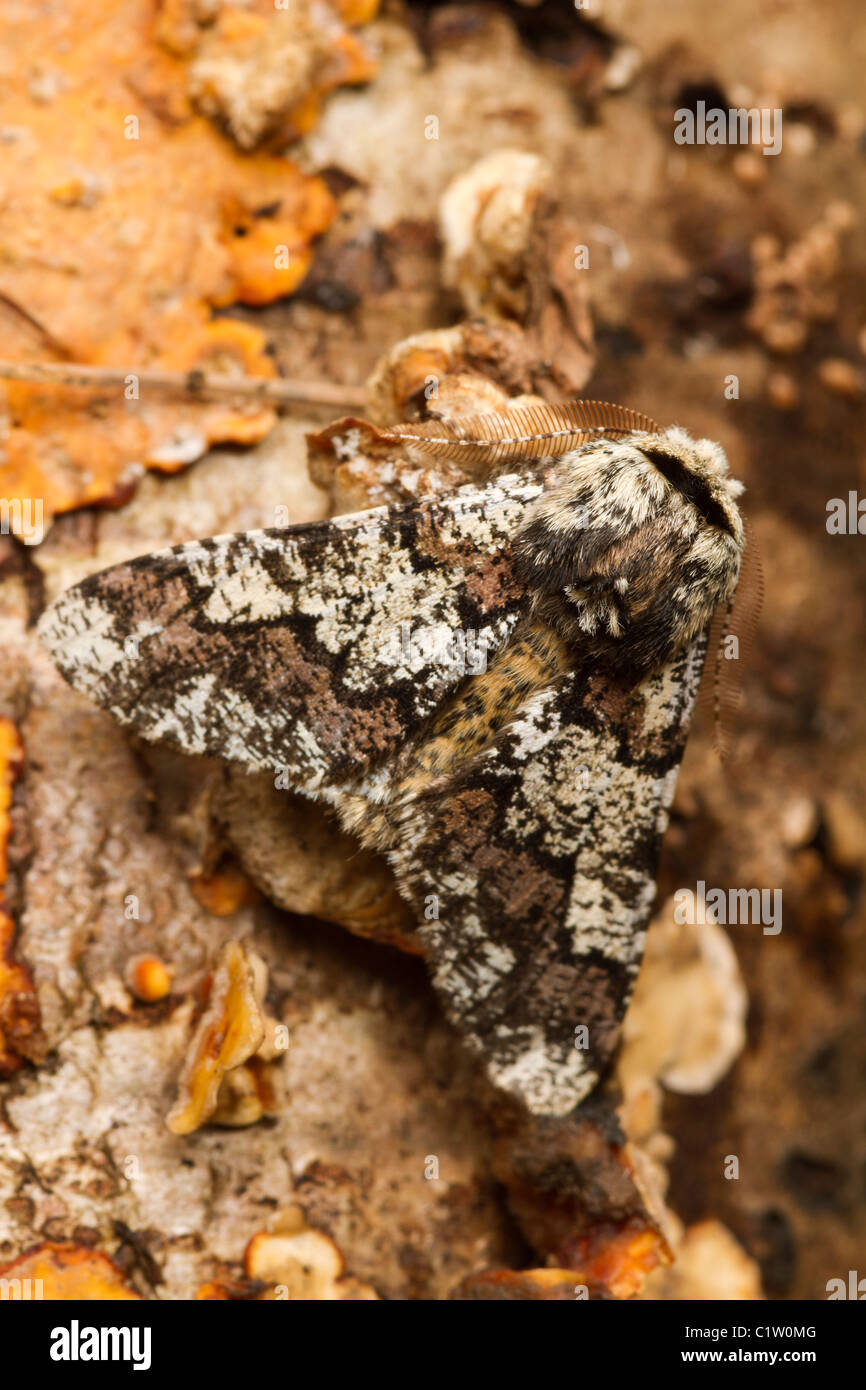 Oak Beauty (Biston strataria) moth Stock Photo