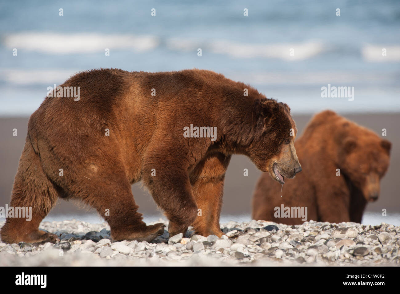 Kodiak brown bears (Ursus arctos middendorffi) at a coast, Swikshak, Katami Coast, Alaska, USA Stock Photo