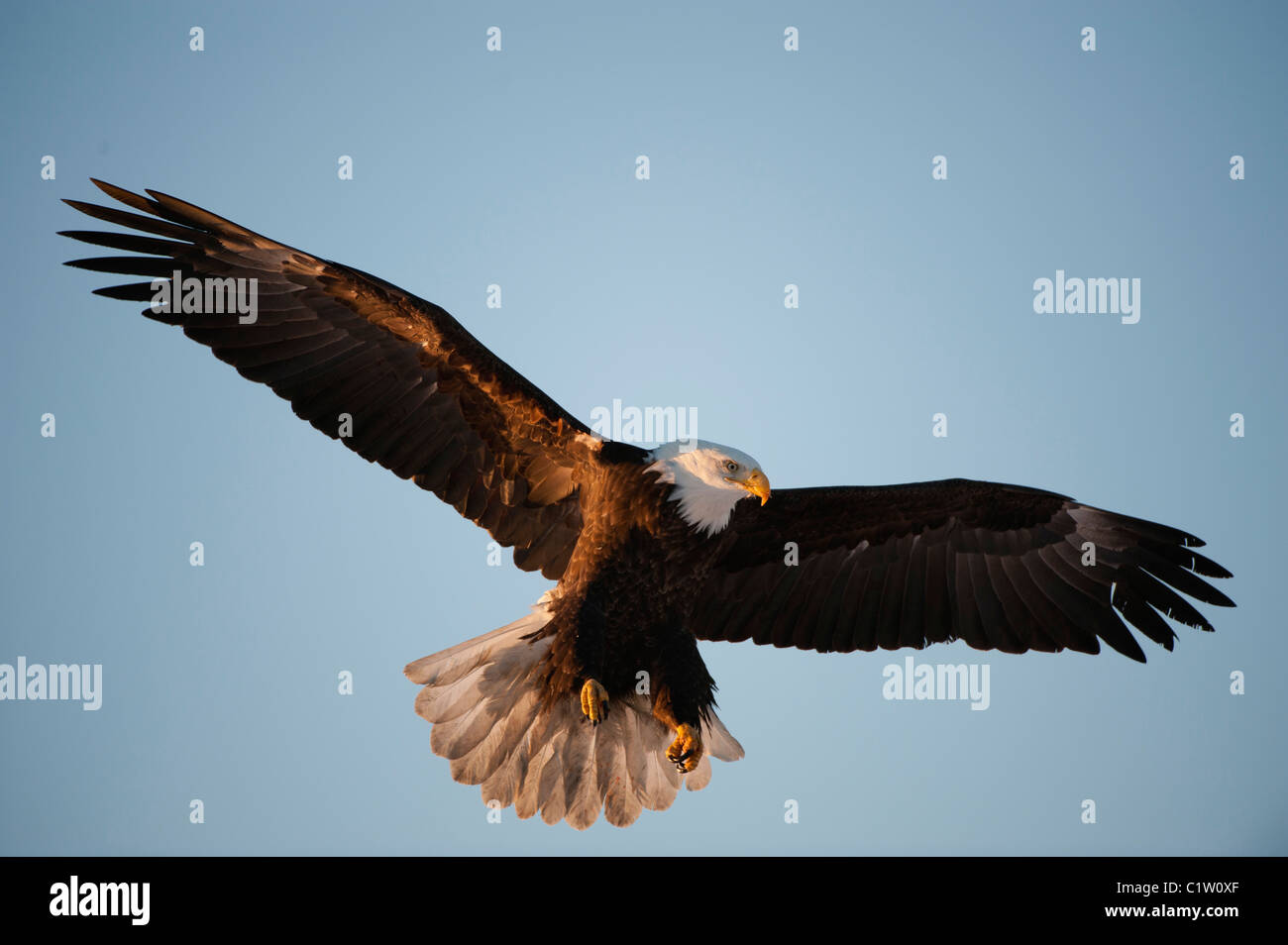 Bald eagle (Haliaeetus leucocephalus) in flight Stock Photo - Alamy