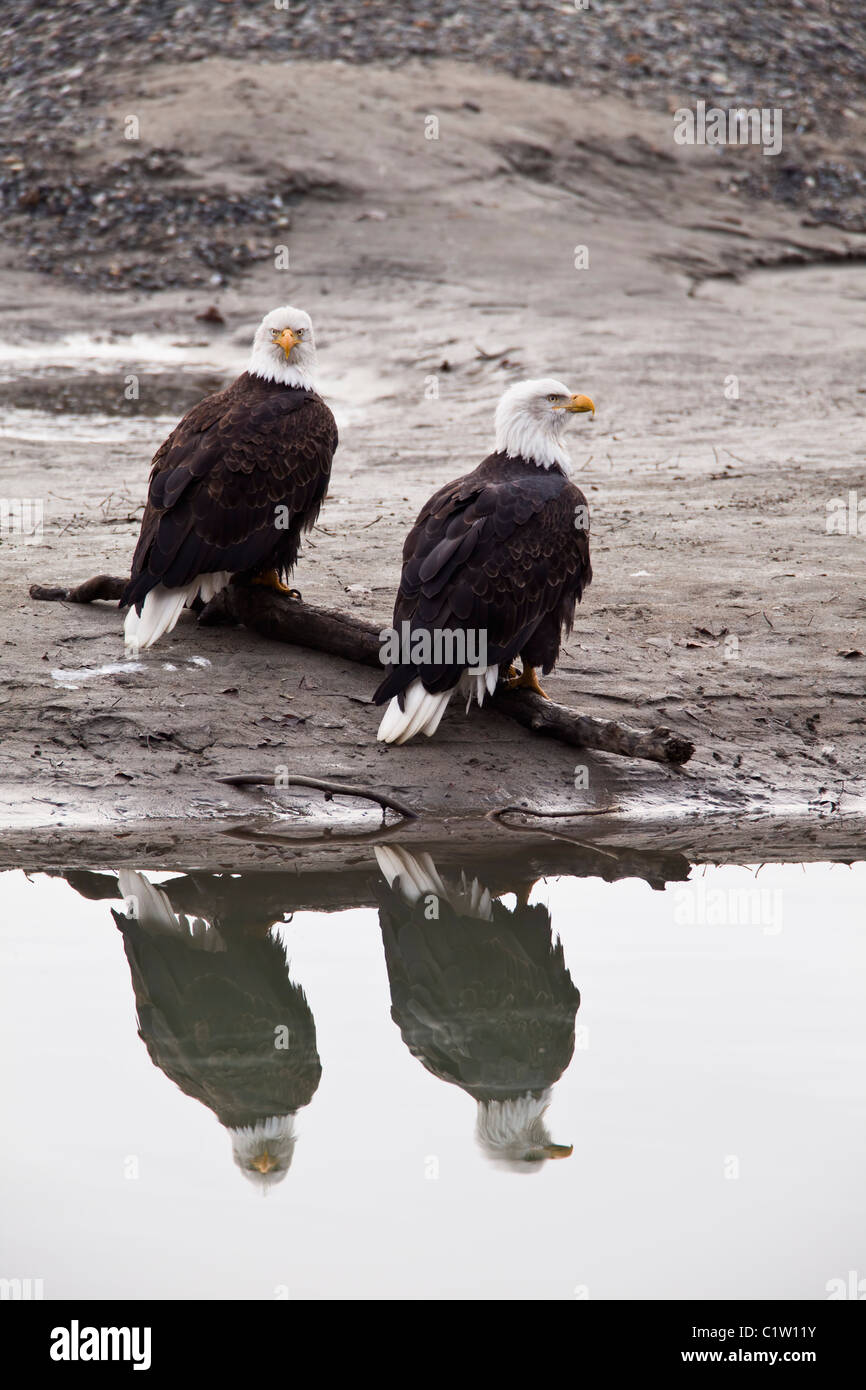 Two bald eagles sitting on log on gravel bar with reflection in Chilkat River in Chilkat Bald Eagle Preserve in Haines, Alaska. Stock Photo