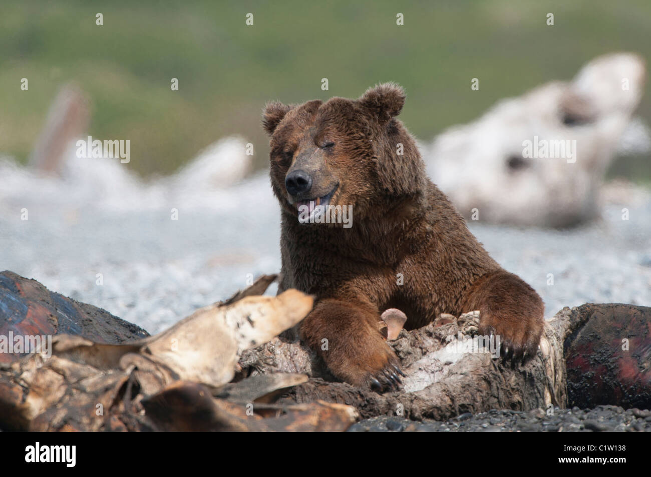 Close-up of a Kodiak brown bear (Ursus arctos middendorffi), Swikshak, Katami Coast, Alaska, USA Stock Photo