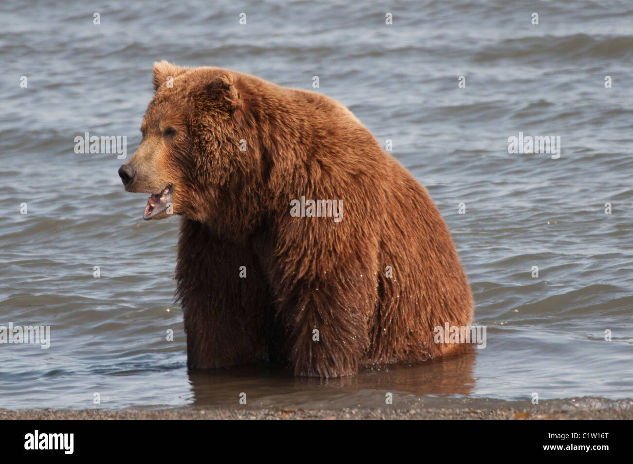 Kodiak brown bear (Ursus arctos middendorffi) foraging in water, Swikshak, Katami Coast, Alaska, USA Stock Photo