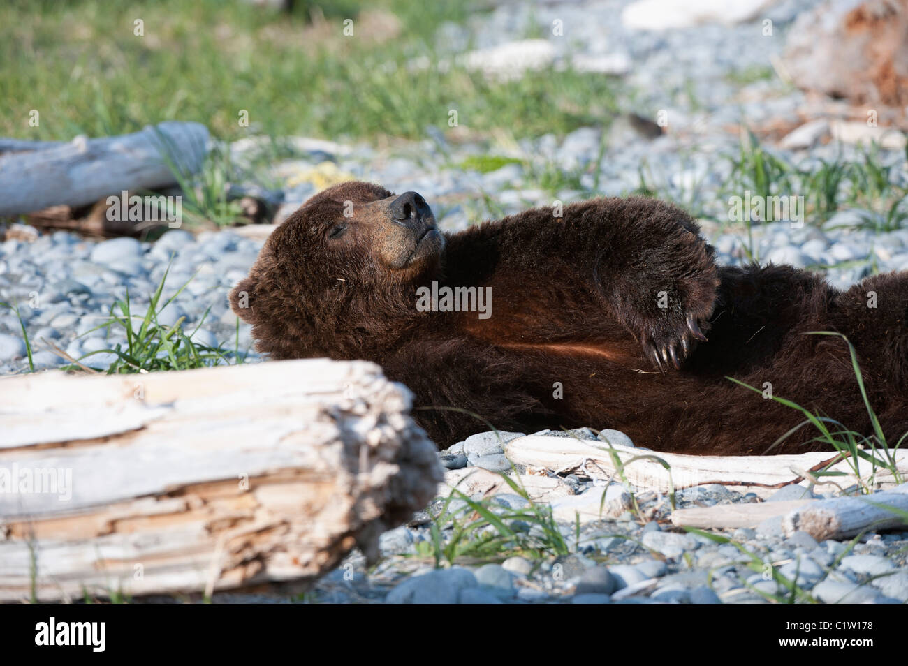 Kodiak brown bear (Ursus arctos middendorffi) resting, Swikshak, Katami Coast, Alaska, USA Stock Photo