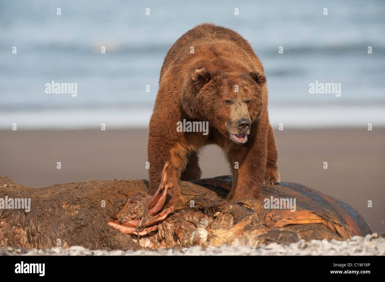 Kodiak Brown Bear (Ursus arctos middendorffi)