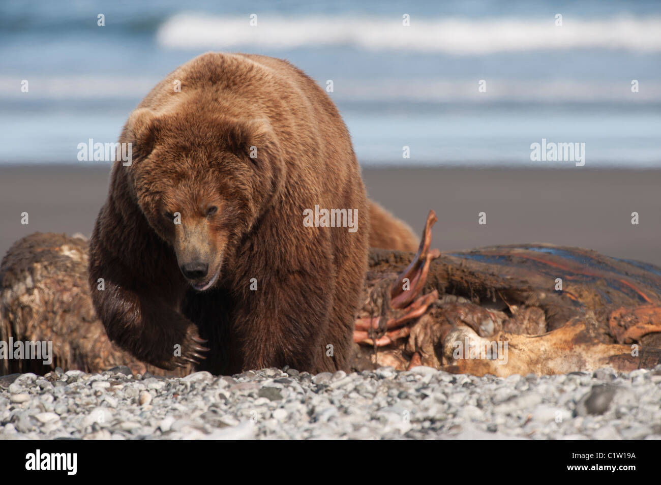 Kodiak brown bear (Ursus arctos middendorffi) at the coast, Swikshak, Katami Coast, Alaska, USA Stock Photo
