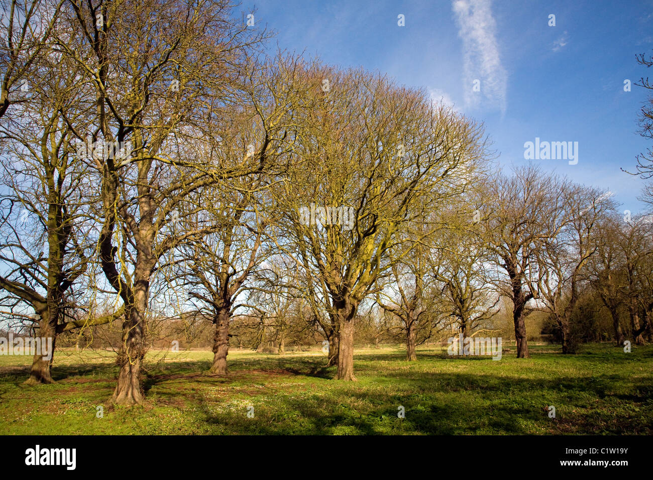 Horse chestnut leafless trees avenue Suffolk England blue sky Stock Photo