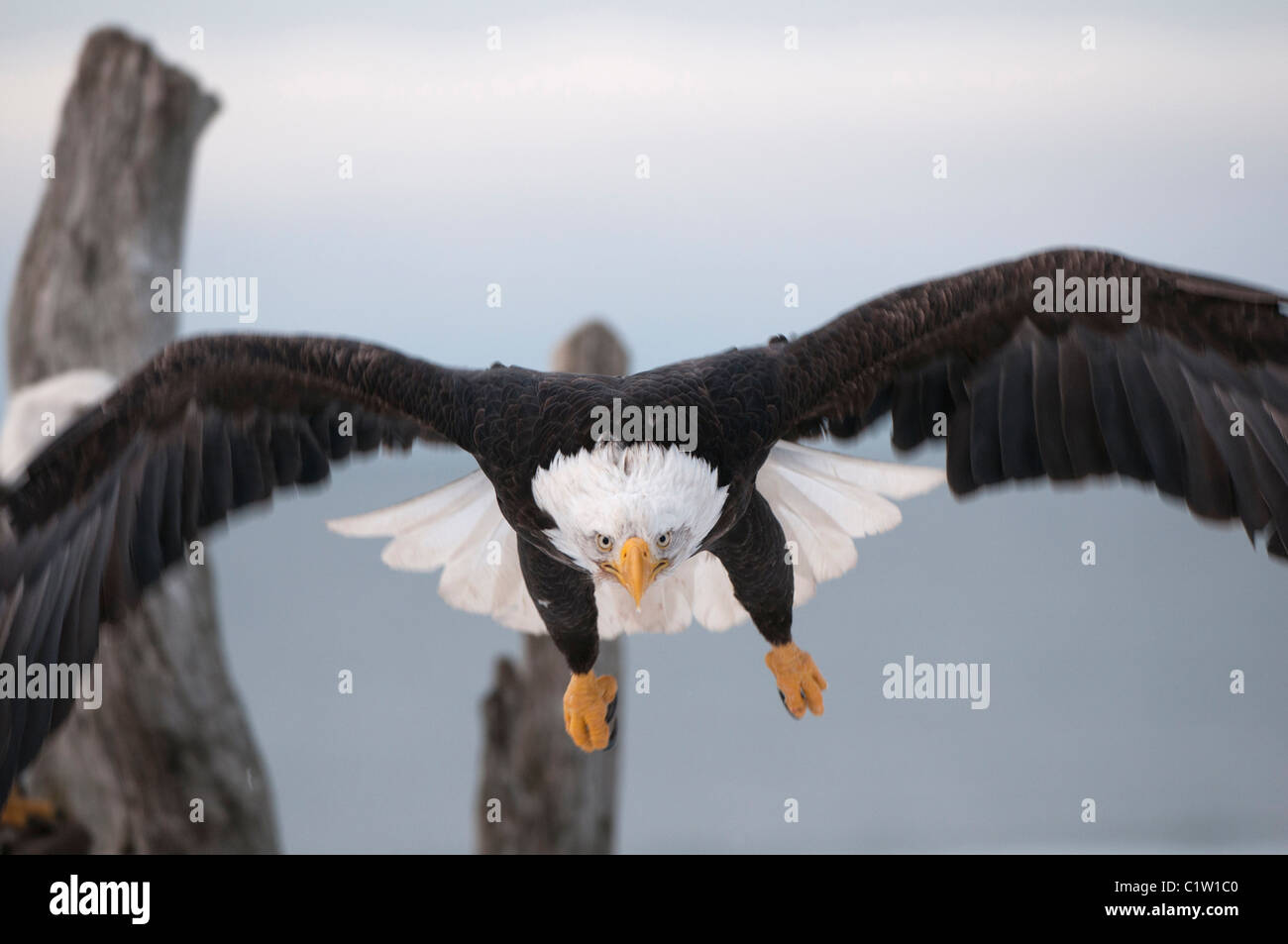 Bald eagle (Haliaeetus leucocephalus) in flight Stock Photo - Alamy