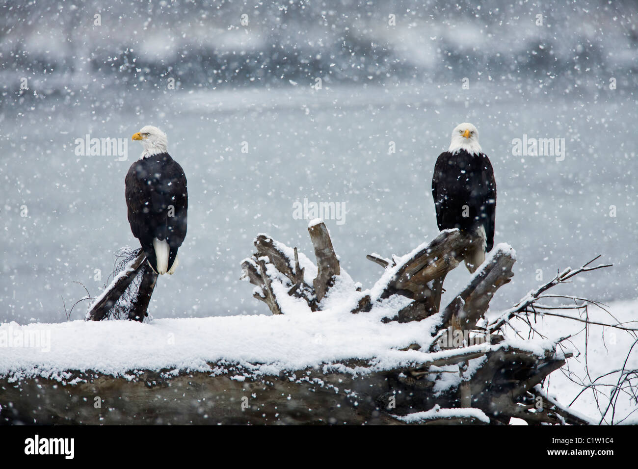 Snow falls on the Chilkat River near as bald eagles looks on perched on a tree stump near Haines in Southeast Alaska. Stock Photo