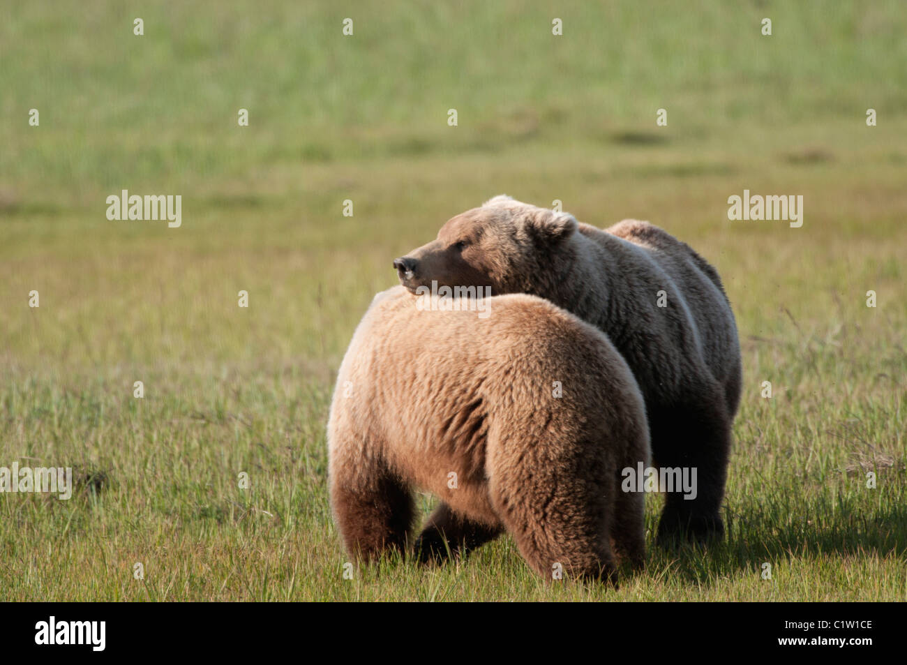 Kodiak brown bears (Ursus arctos middendorffi) in a field, Swikshak, Katami Coast, Alaska, USA Stock Photo
