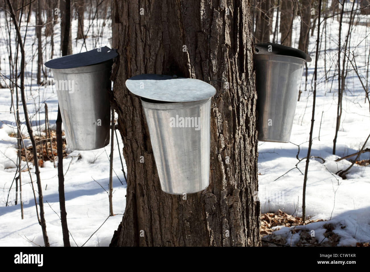 Metal Maple Sap Buckets Attached To A Tree Collecting Sap For The Stock