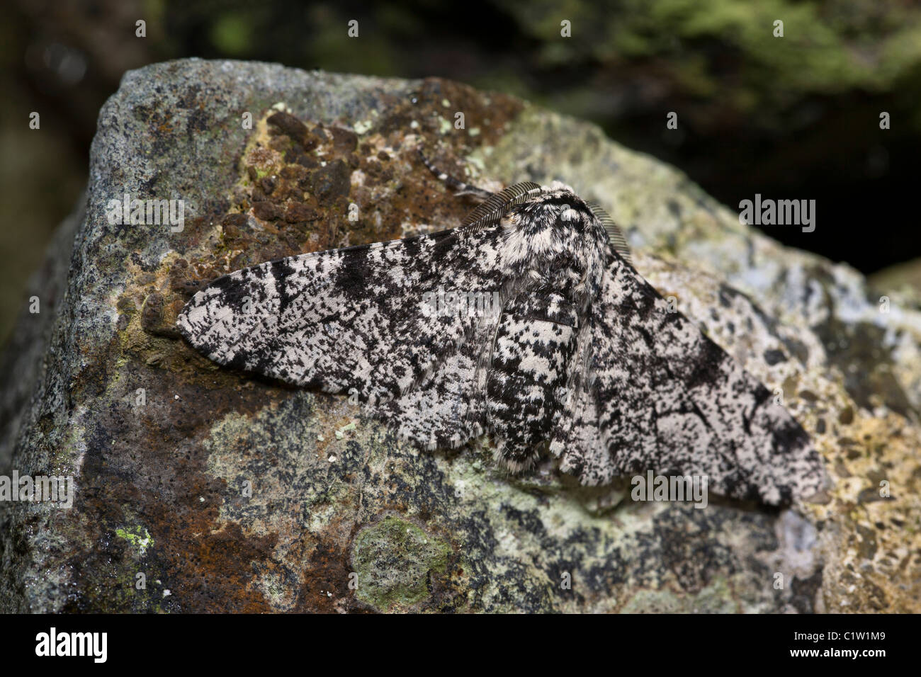 Peppered Moth (Biston betularia f. typica) a pale or whitebodied