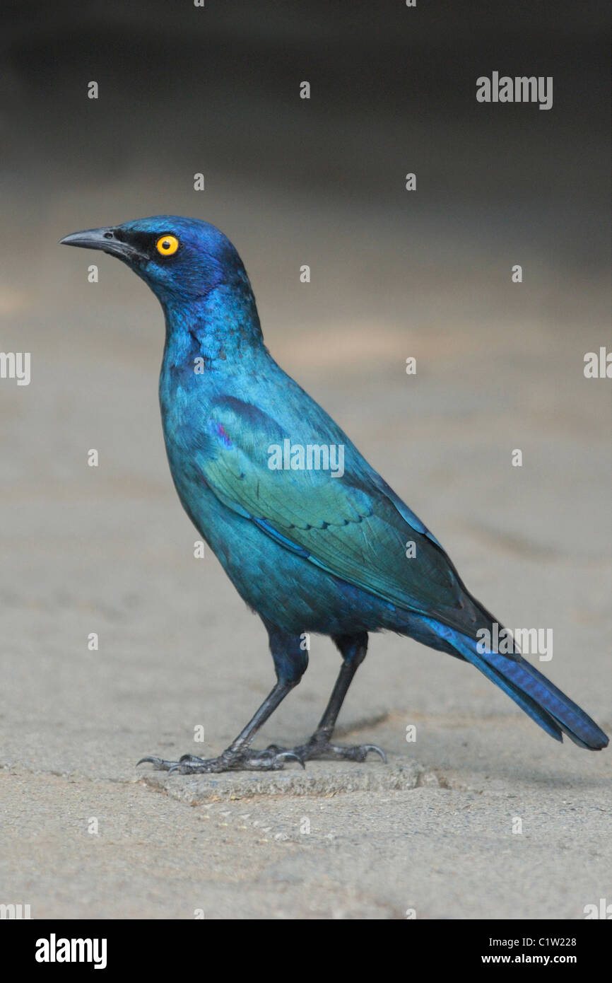 Cape Glossy Starling (Lamprotornis nitens) in Kruger National Park, South Africa. July 2010. Stock Photo