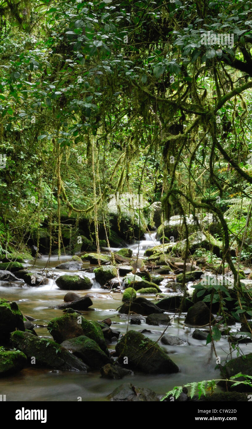 A stream in the rainforest of Ranomafana National Park, Madagascar. Stock Photo