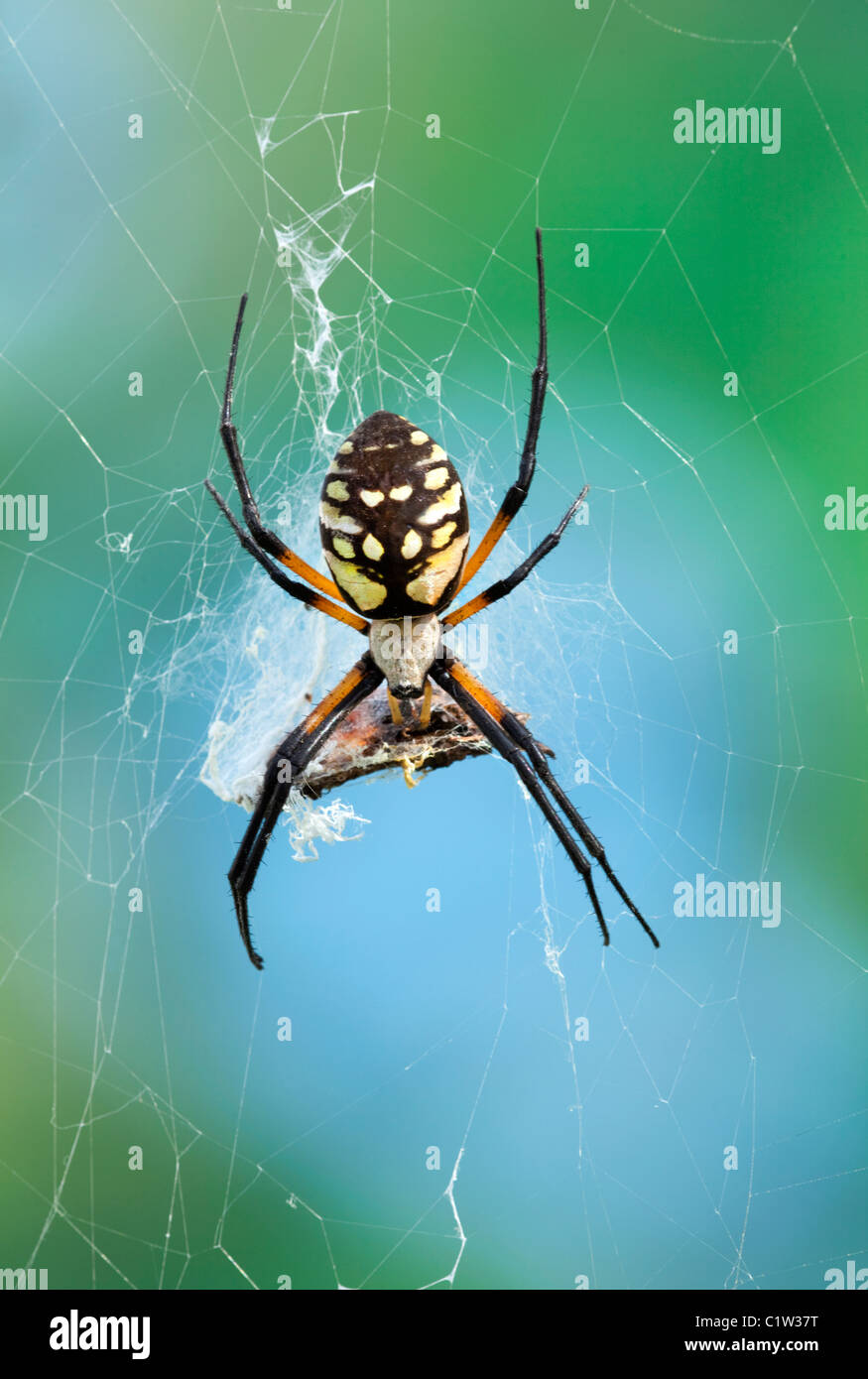 Orb spider, Argiope aurantia, with captured butterfly Stock Photo