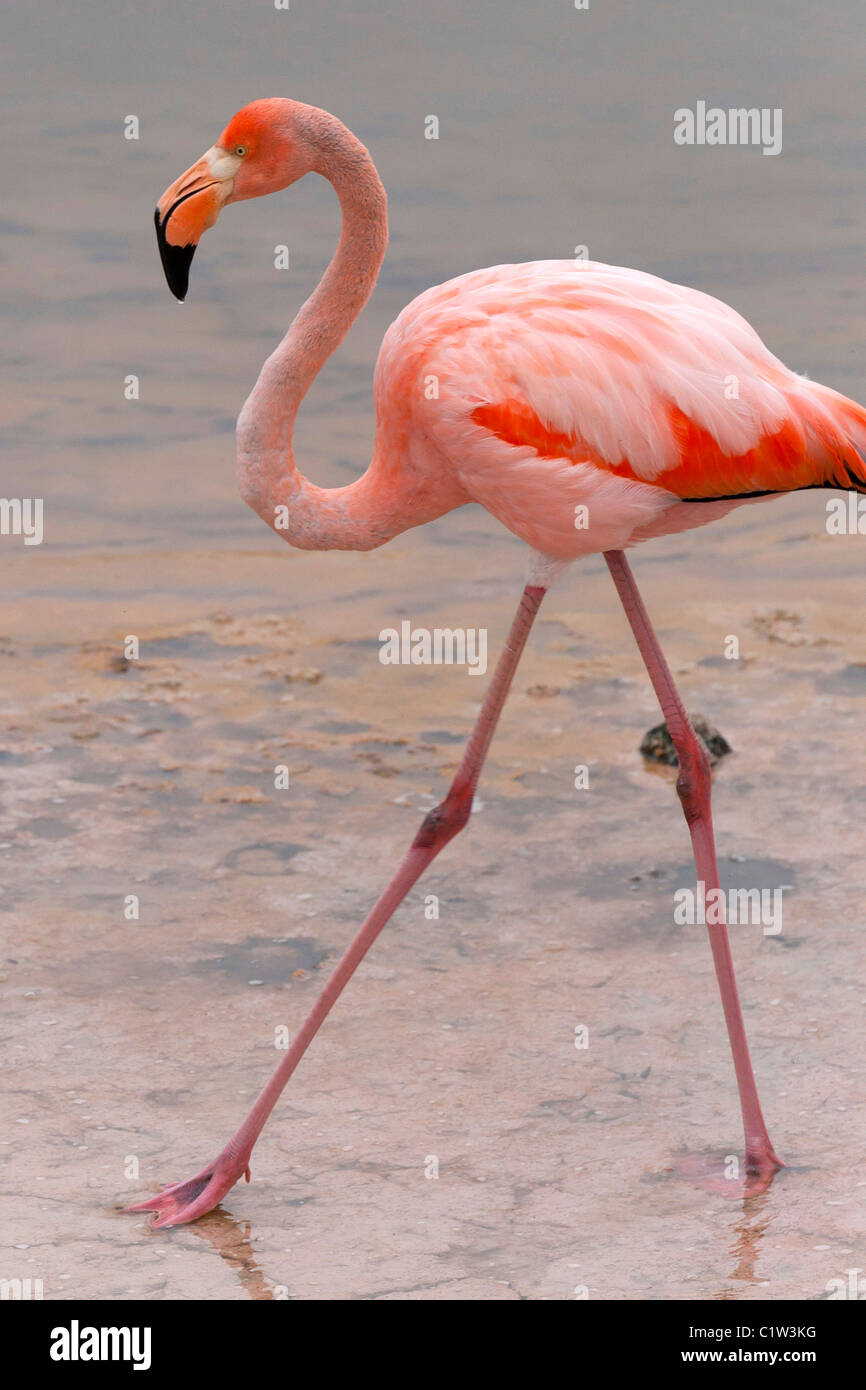 American Flamingo on Isabela island, Galapagos (also called caribbean flamingoes) Stock Photo