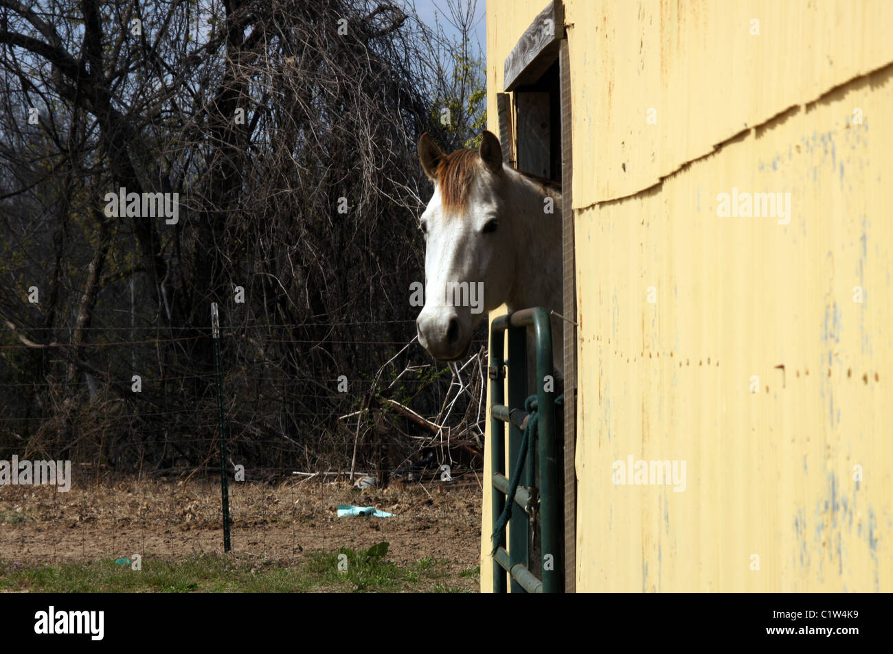 Green horse pears hires stock photography and images Alamy