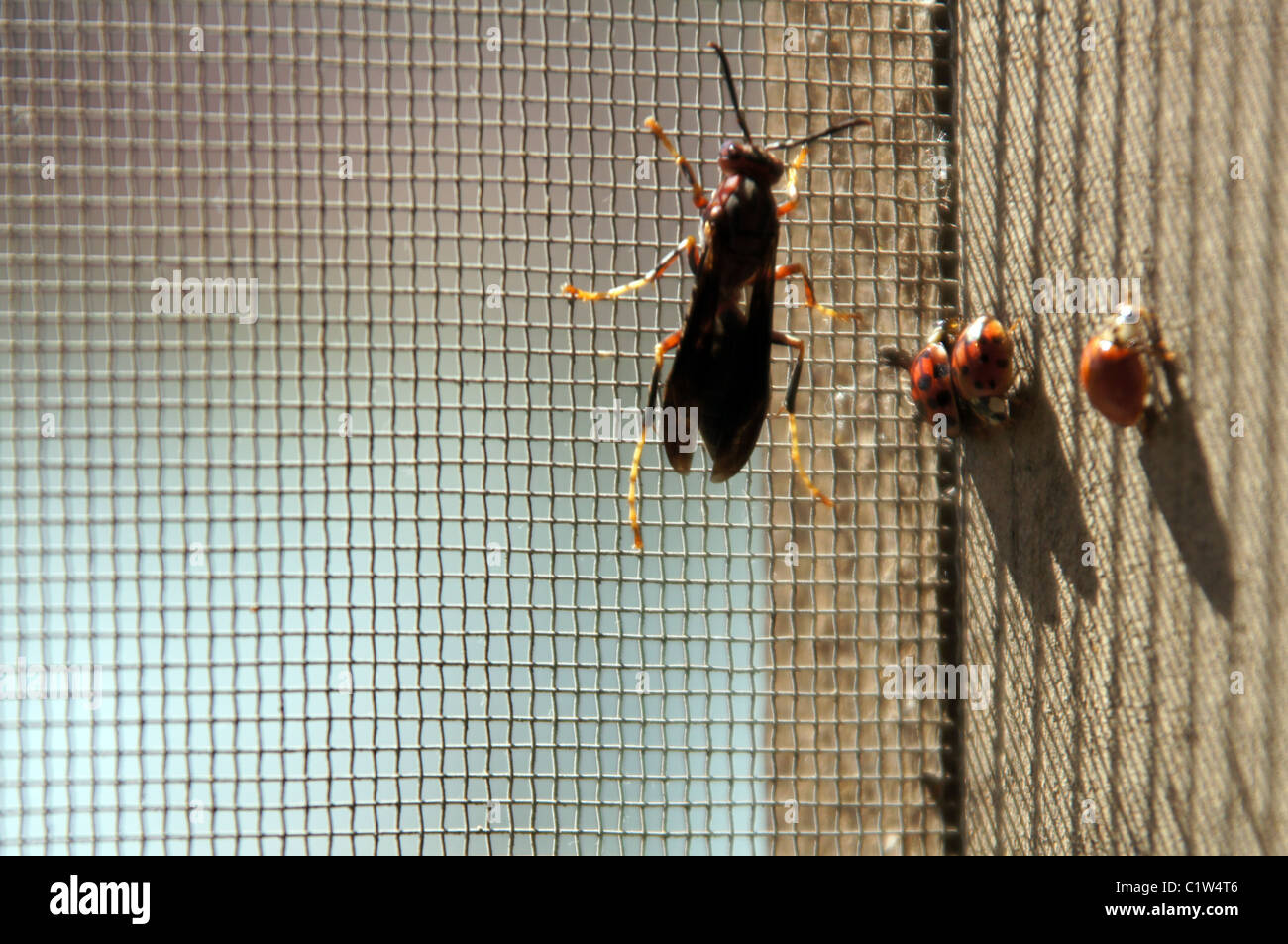 a red wasp and ladybugs gather on a window screen for warmth. Stock Photo