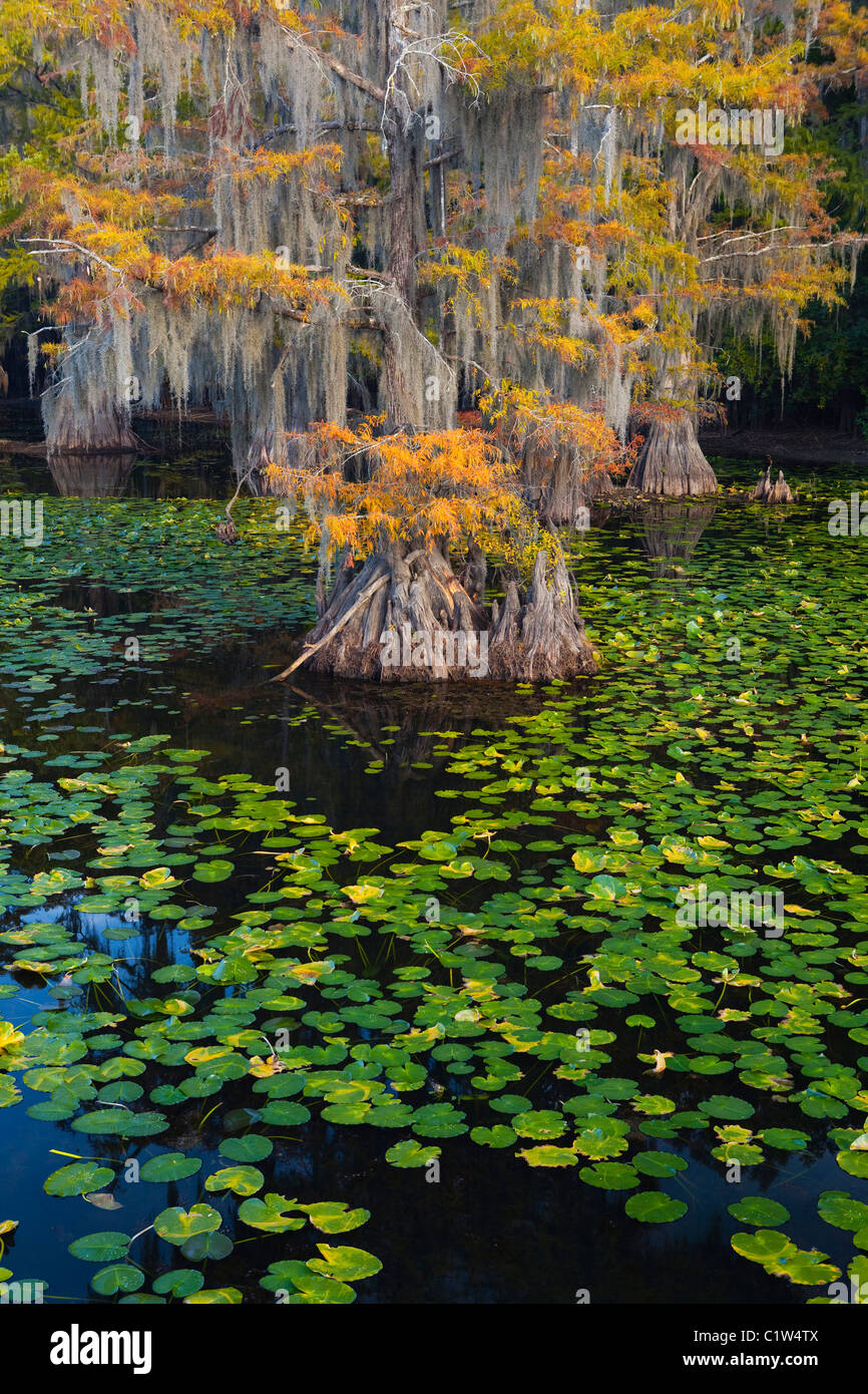 Bald cypress trees with Spanish moss in a swamp, Cypress Swamp, Caddo