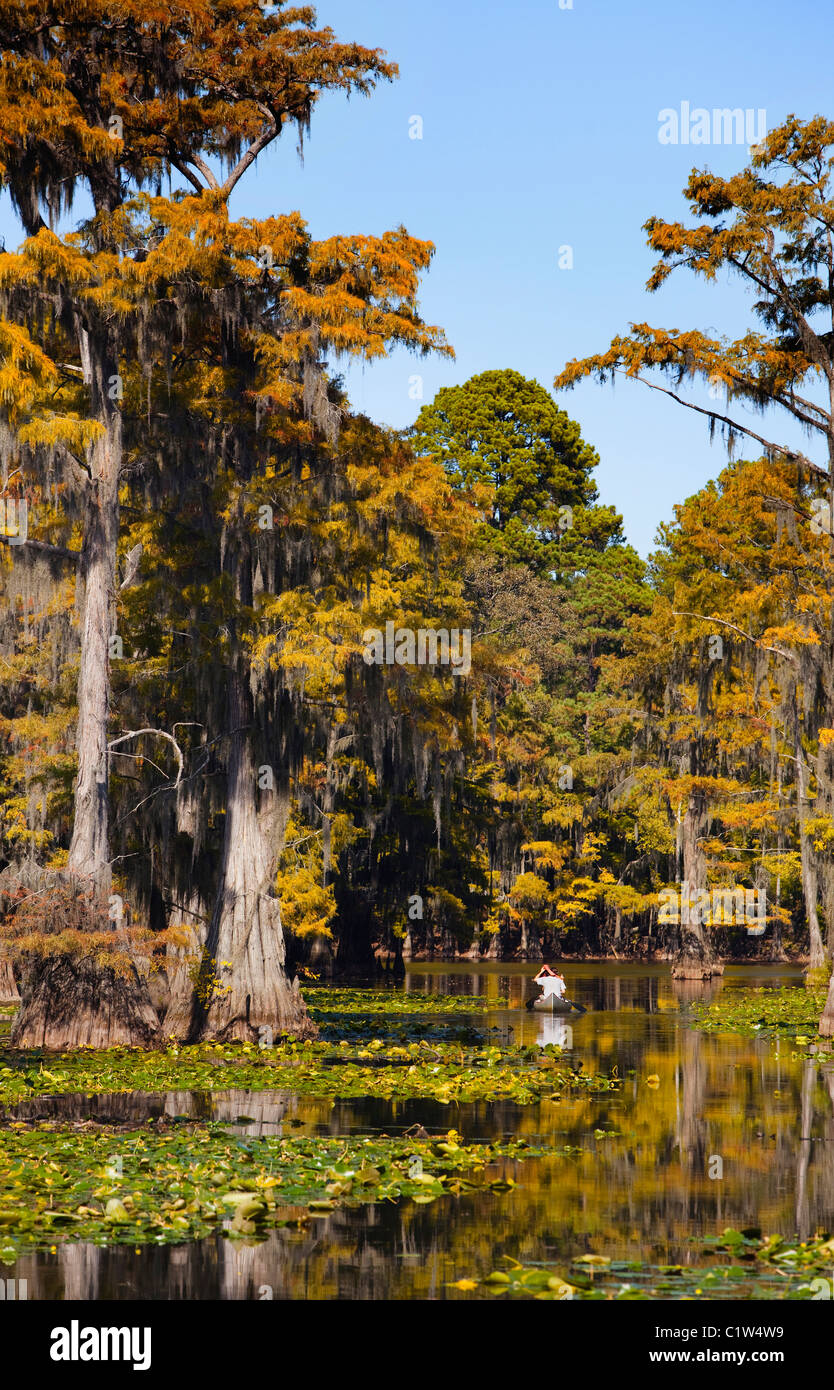Bald cypress trees with Spanish moss in a swamp, Cypress Swamp, Caddo