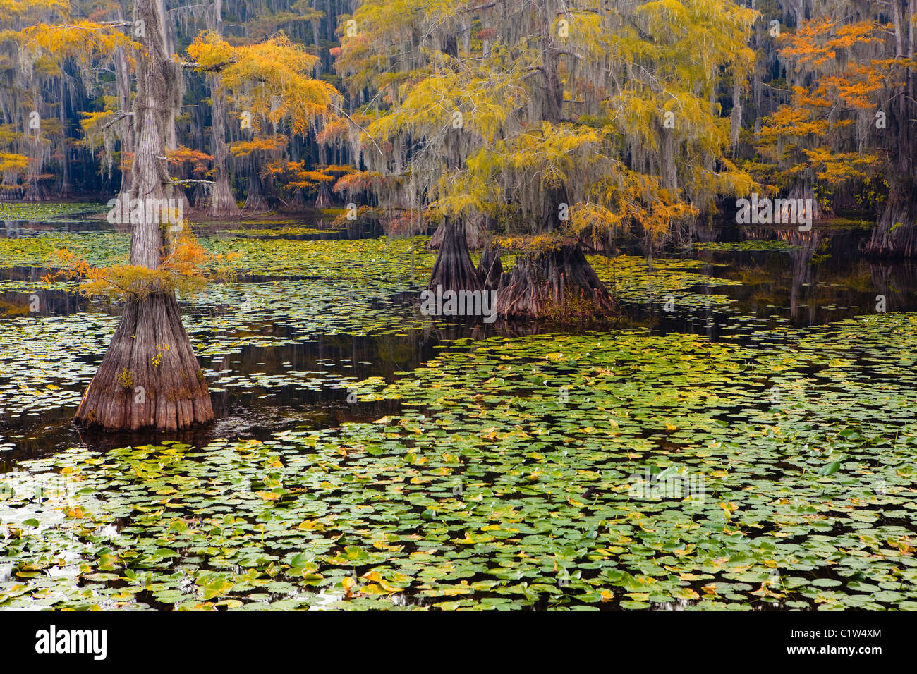 Bald cypress trees with Spanish moss in a swamp, Cypress Swamp, Caddo
