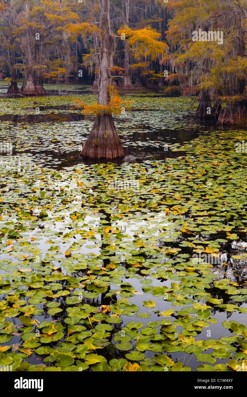 Bald cypress trees with Spanish moss in a swamp, Cypress Swamp, Caddo