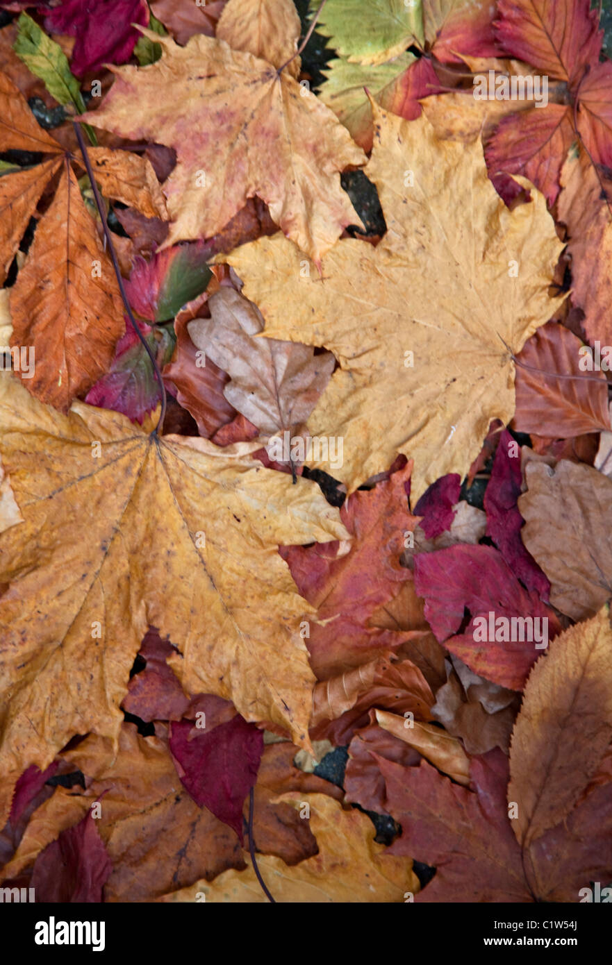 Sycamore leaves on ground hi-res stock photography and images - Alamy