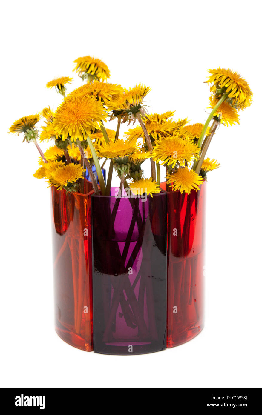 Yellow dandelions in glass colour vase on white background Stock Photo ...