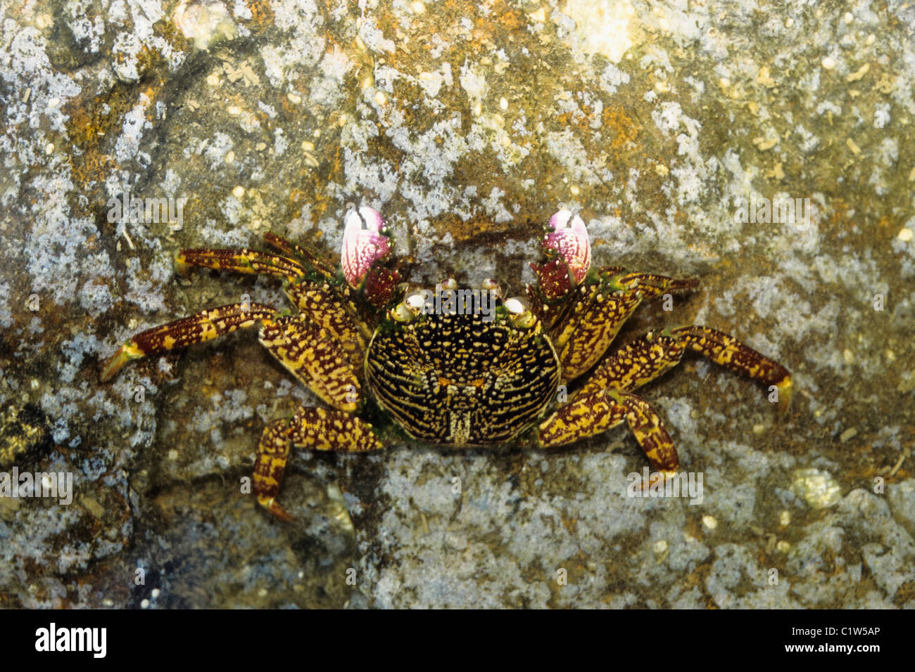 Close-up of a crab in water, Andaman and Nicobar Islands, India Stock ...