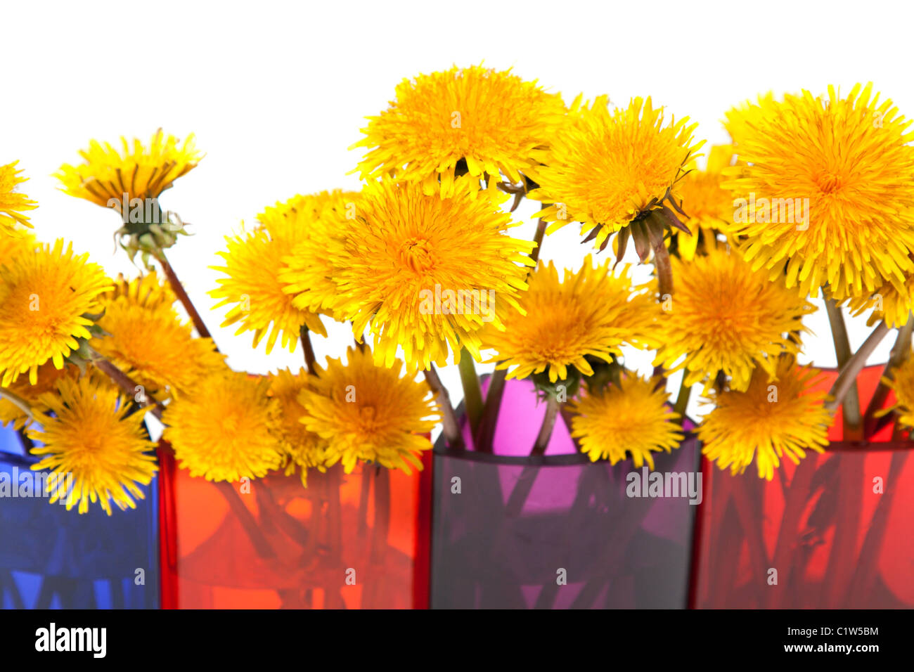 Yellow dandelions in glass colour vase on white background Stock Photo ...