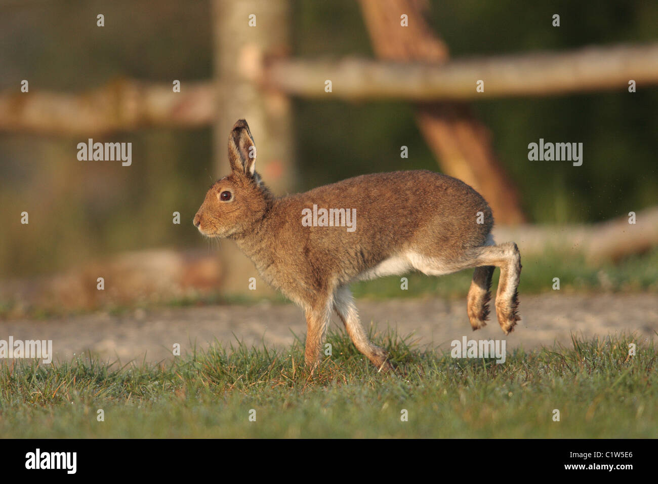 Irish Hare Stock Photos & Irish Hare Stock Images - Alamy