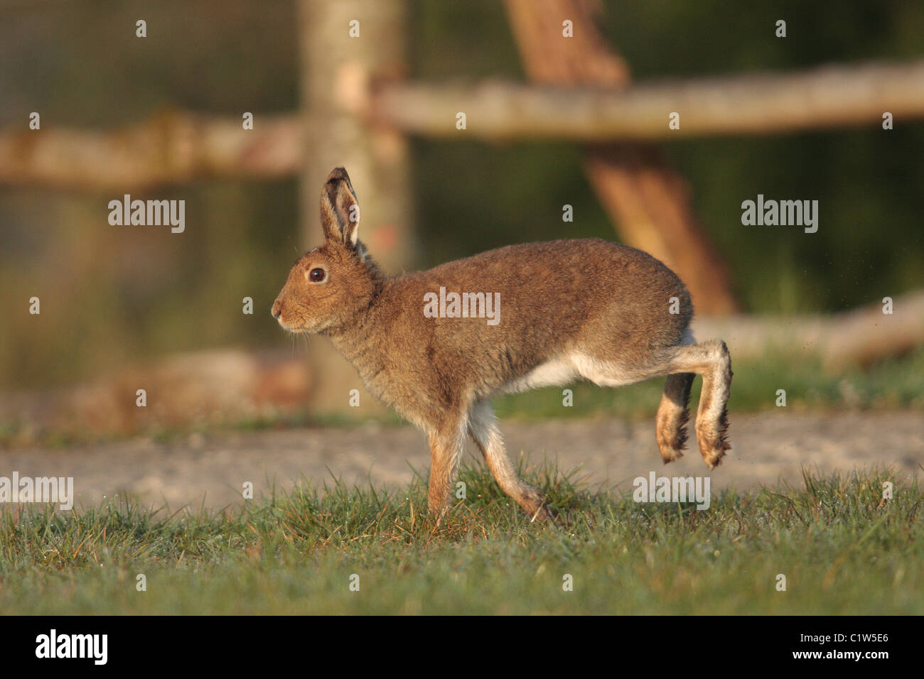Irish Hare Stock Photo