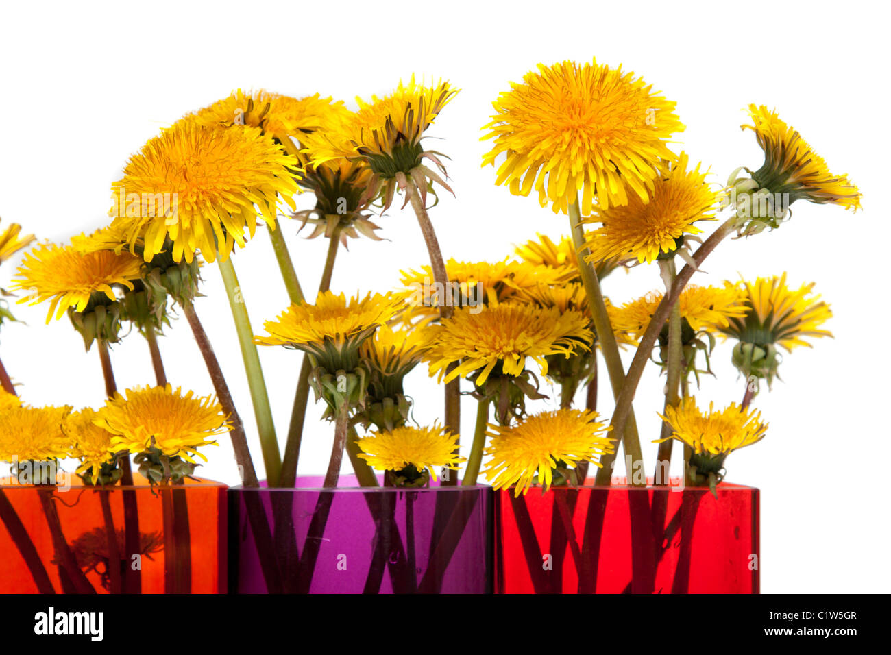 Yellow dandelions in glass colour vase on white background Stock Photo ...