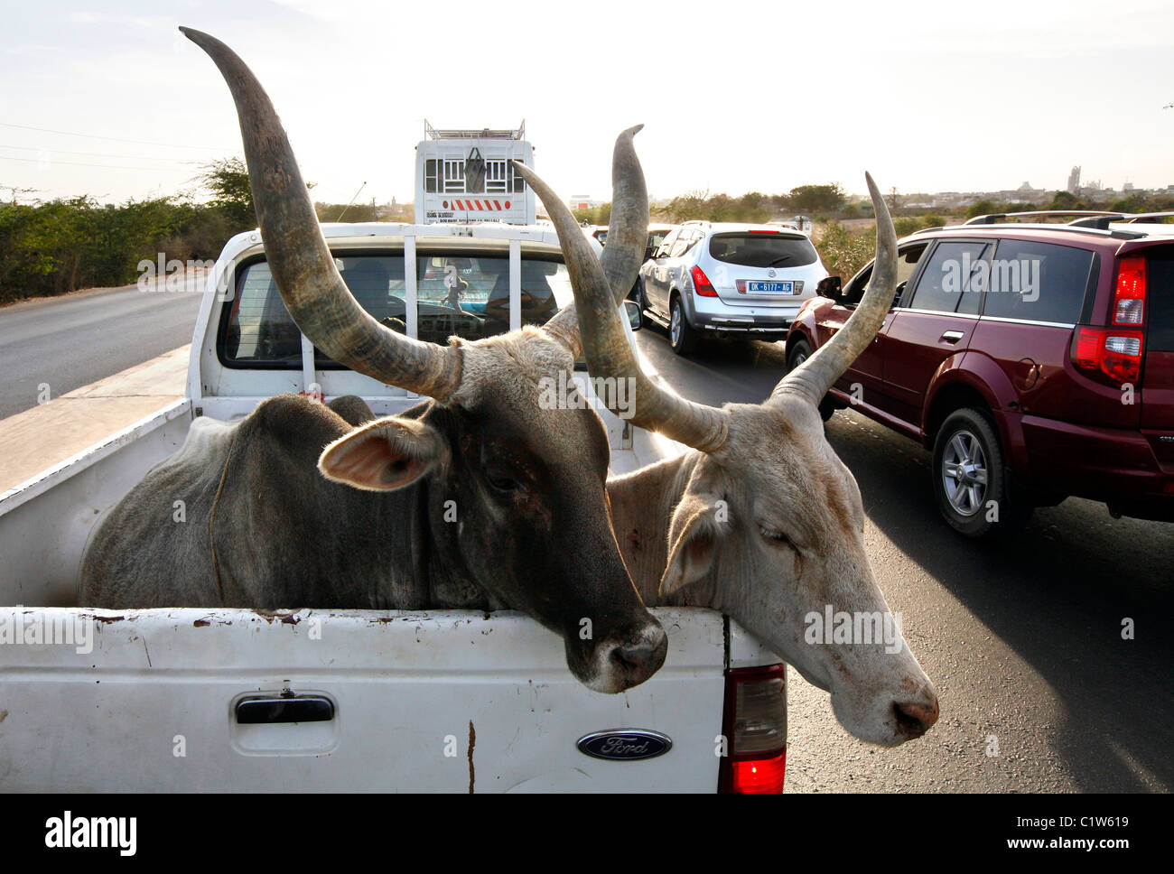 two longhorn cows in the back of a pickup truck on the way to a market, Senegal, Africa Stock Photo