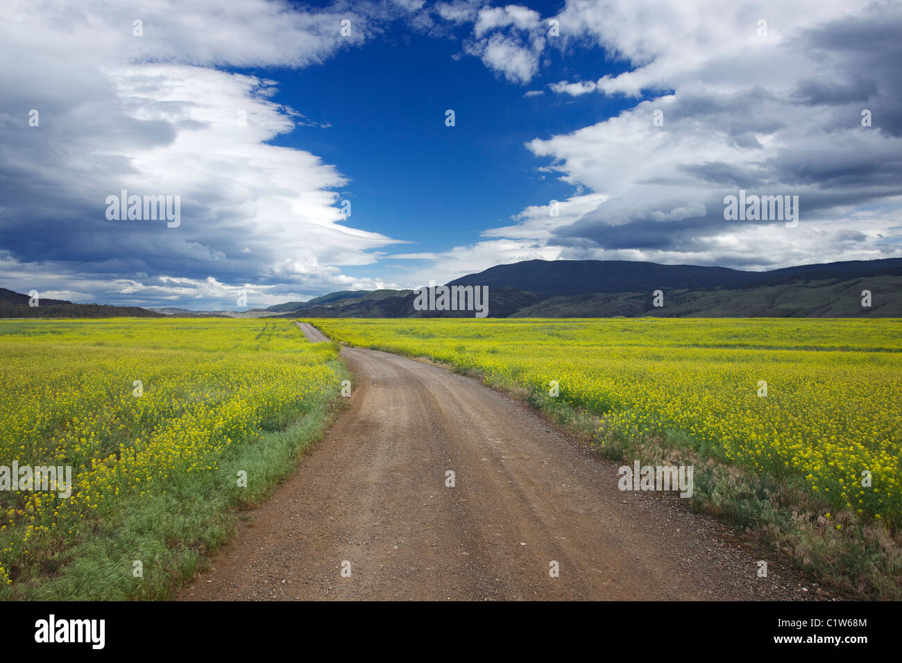 Blooming Canola field or Rapeseed (Brassica Napus) field with storm