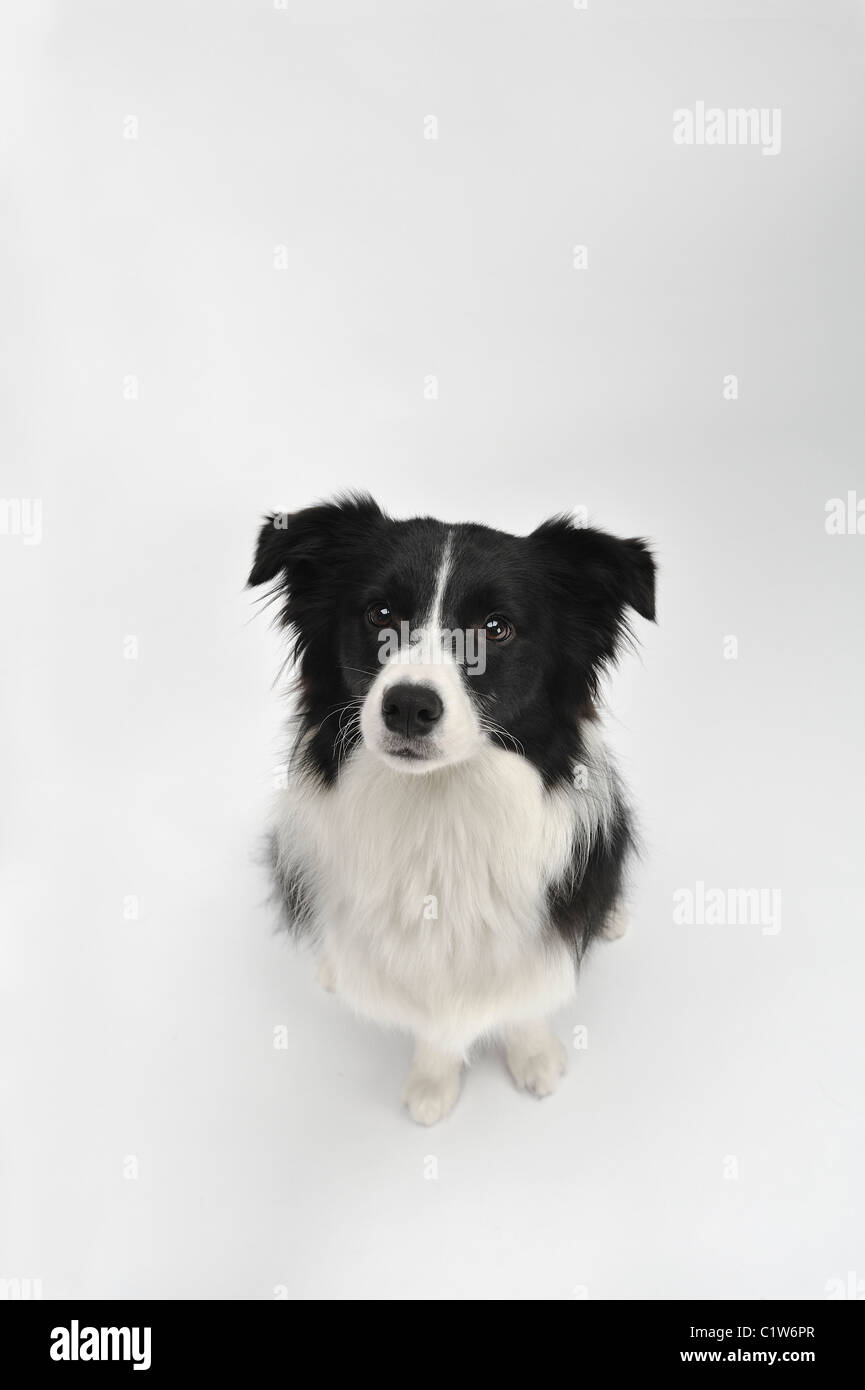 collie high
