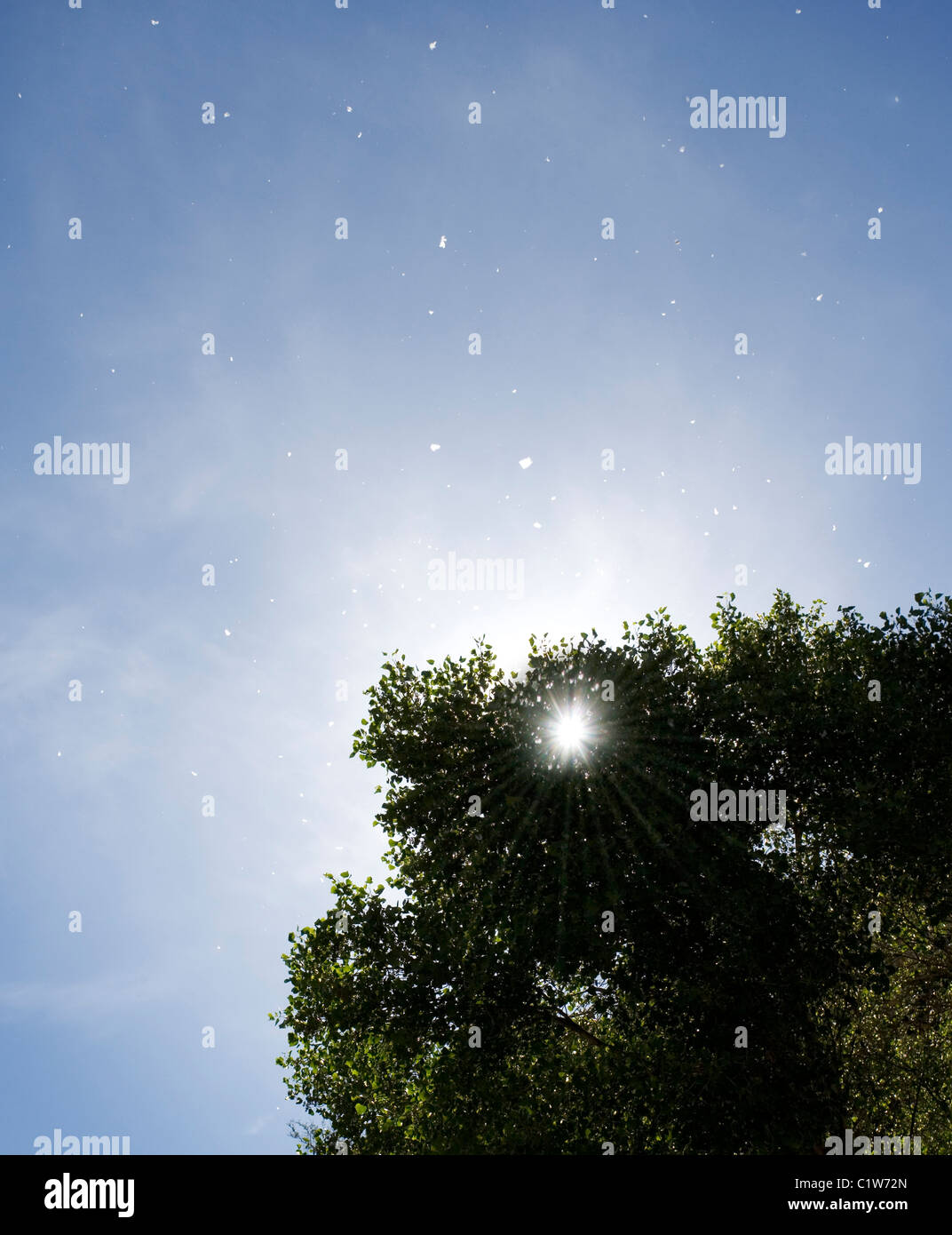 Cottonwood Tree seeds floating away in the breeze Stock Photo - Alamy