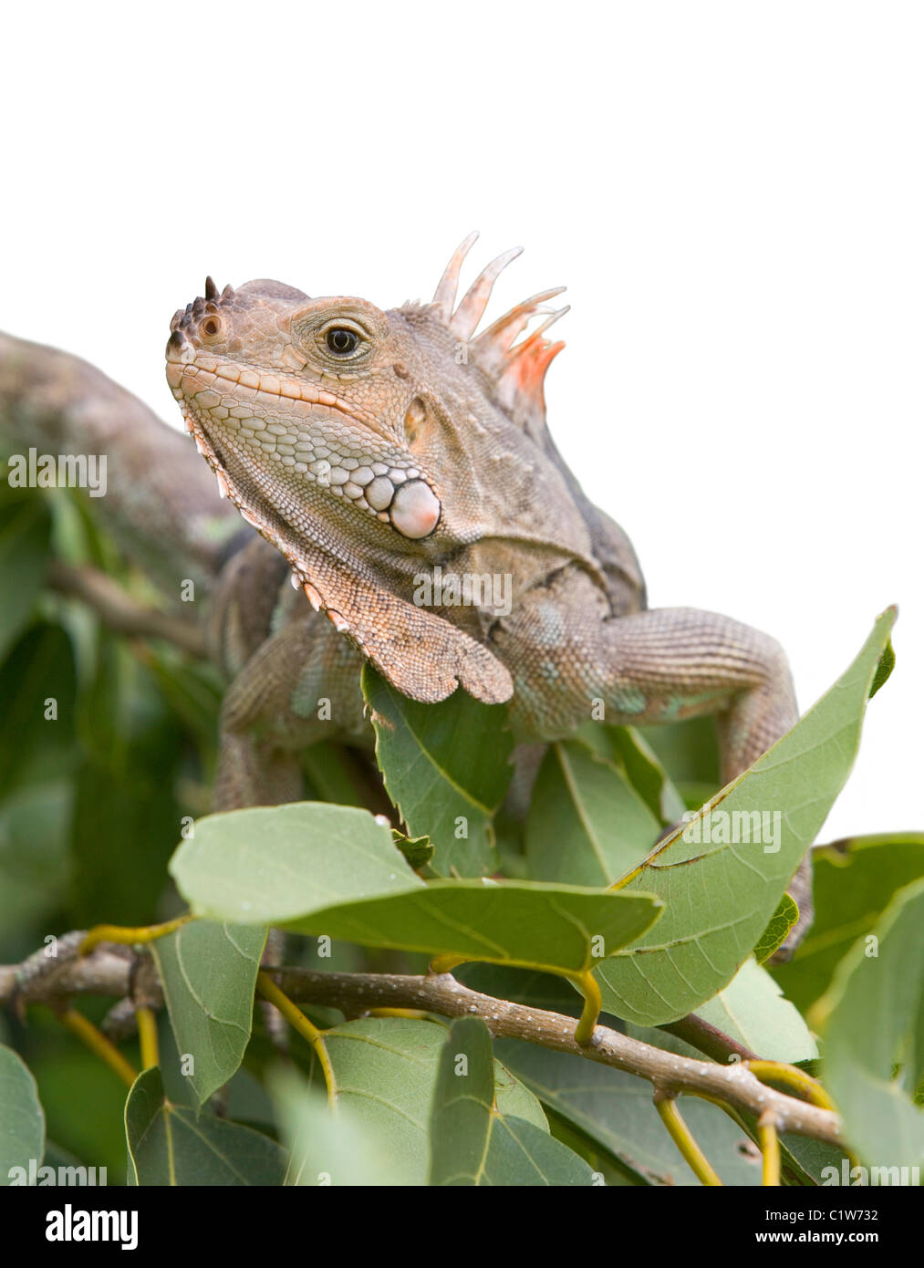 An iguana in a tree in the Caribbean. Stock Photo