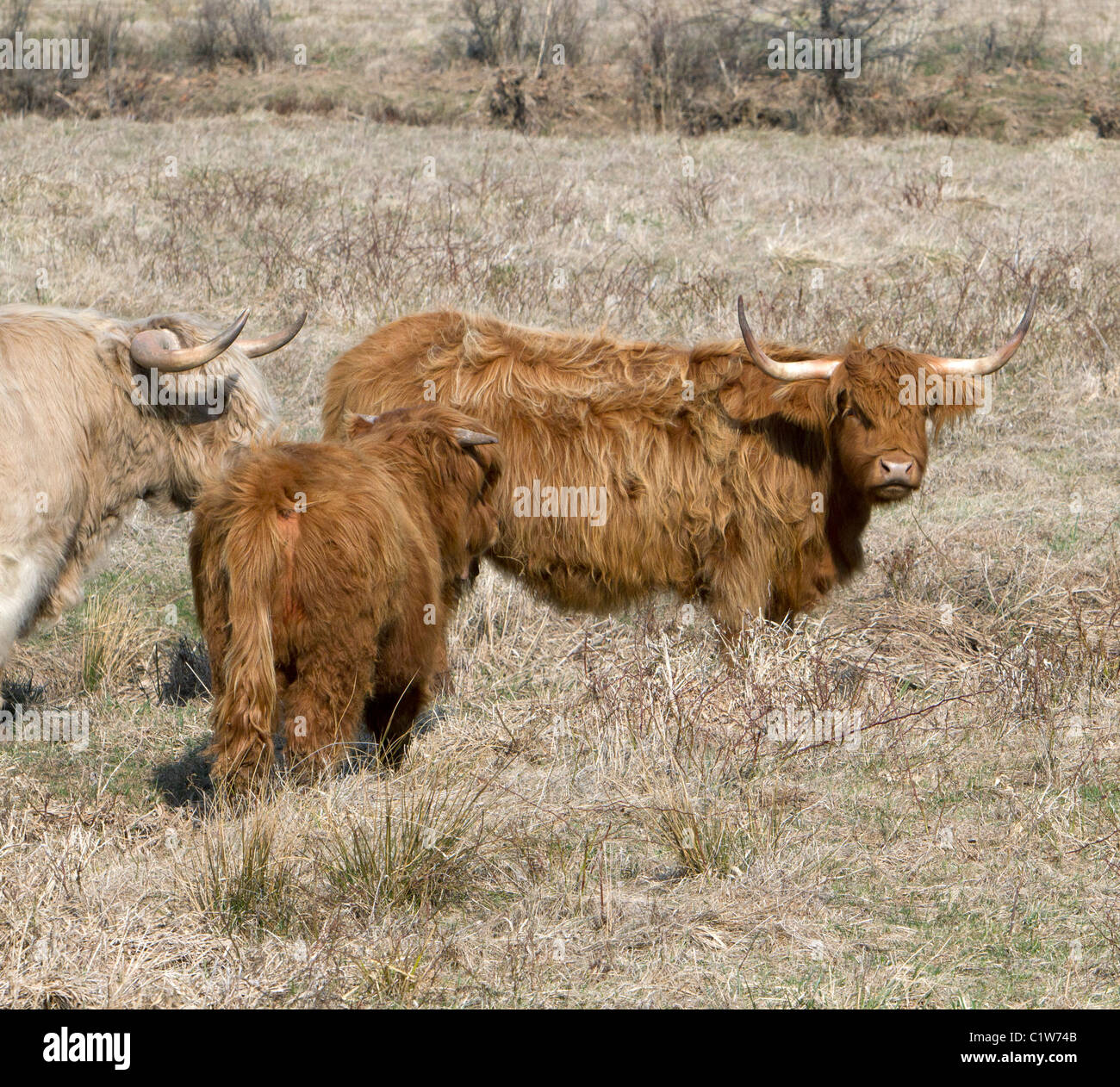 Scotland highland cattle Stock Photo Alamy