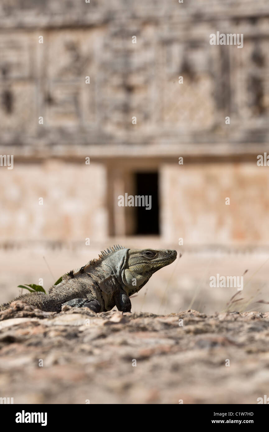 Iguana sunning itself in the Nunnery Quadrangle in Maya ruins of Uxmal in the Yucatan Peninsula, Mexico. Stock Photo