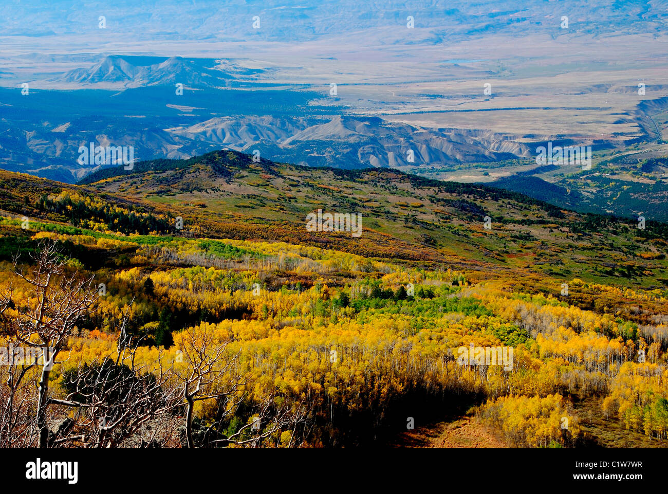 Autumnal trees in a forest, Rocky Mountains, Colorado, USA Stock Photo ...