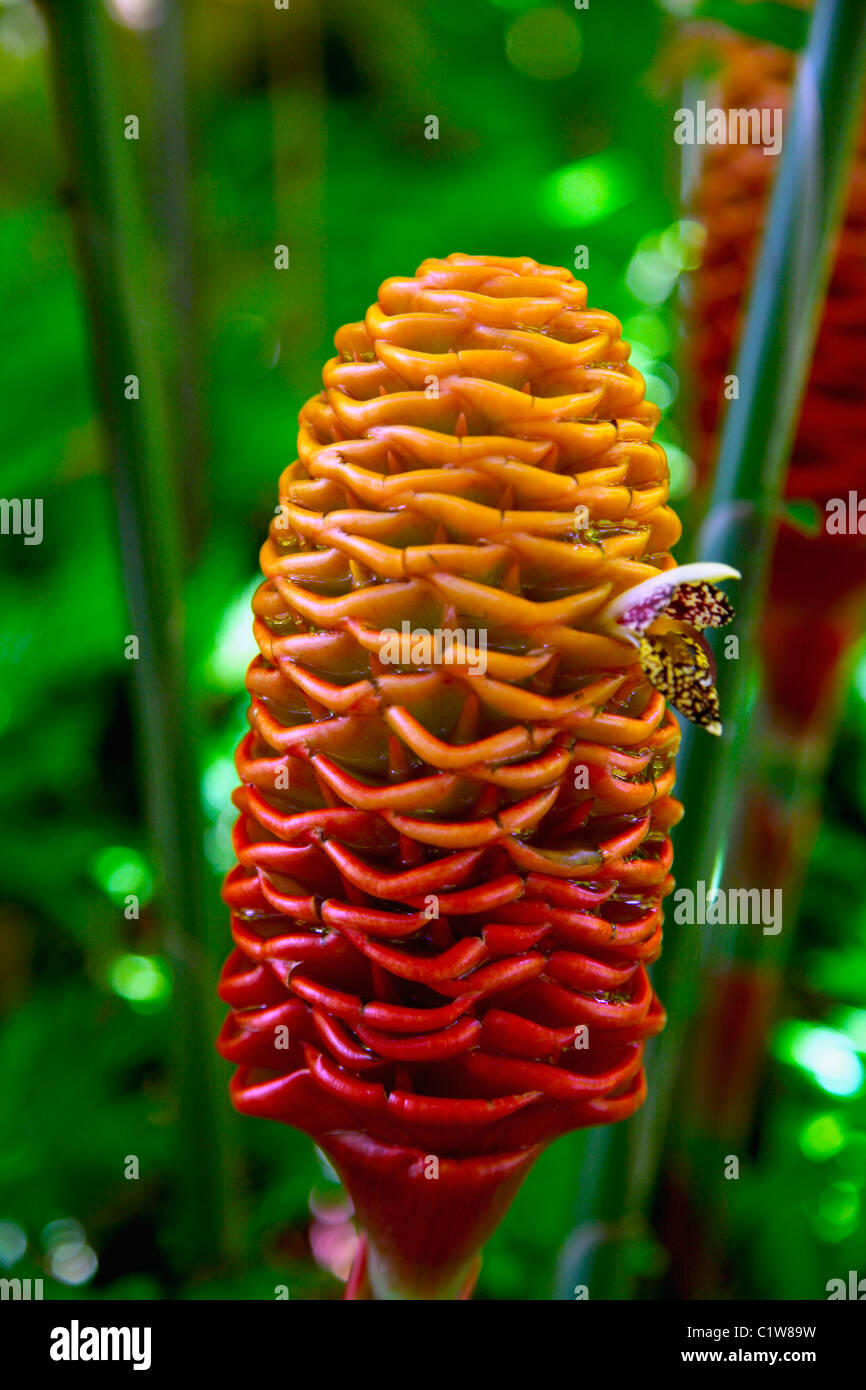 Closeup of a Torch ginger flower, Big Island, Hawaii, USA Stock Photo