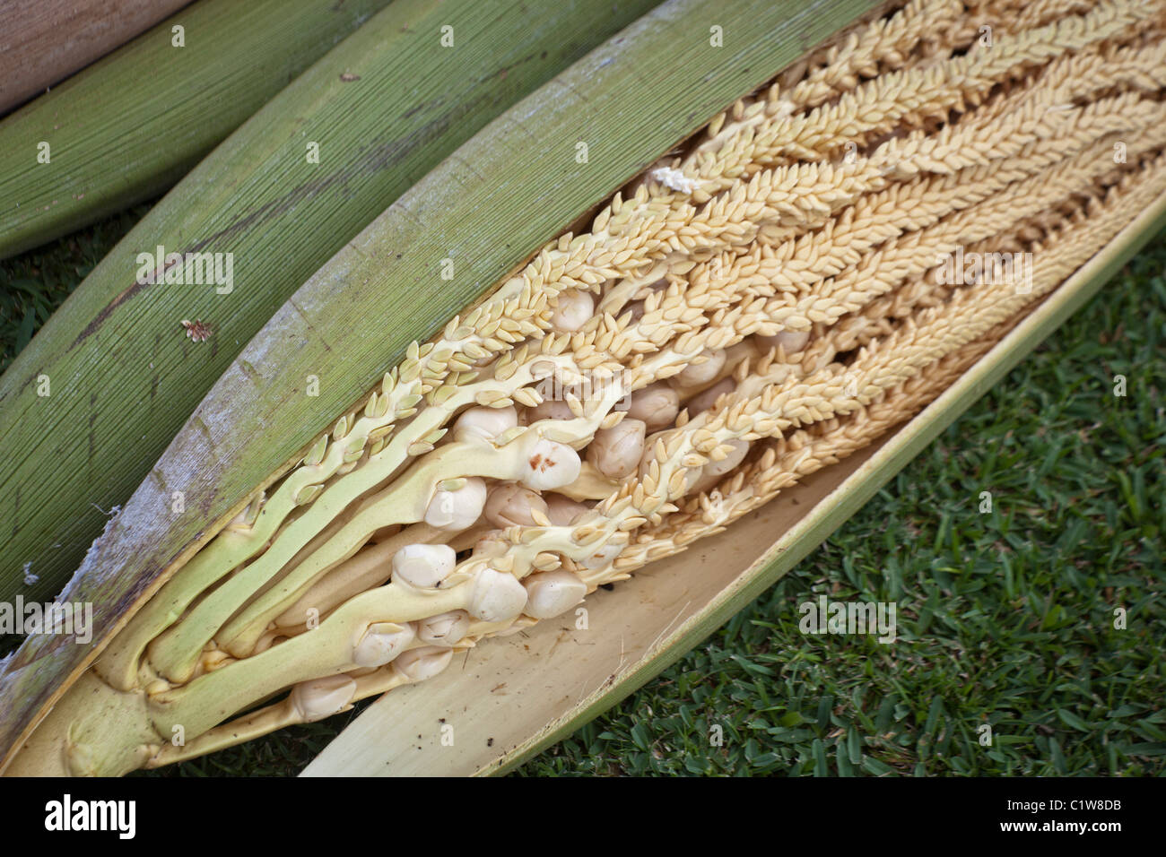 Hawaii Coconut (Cocos nucifera) inflorescence (spadix) within its woody