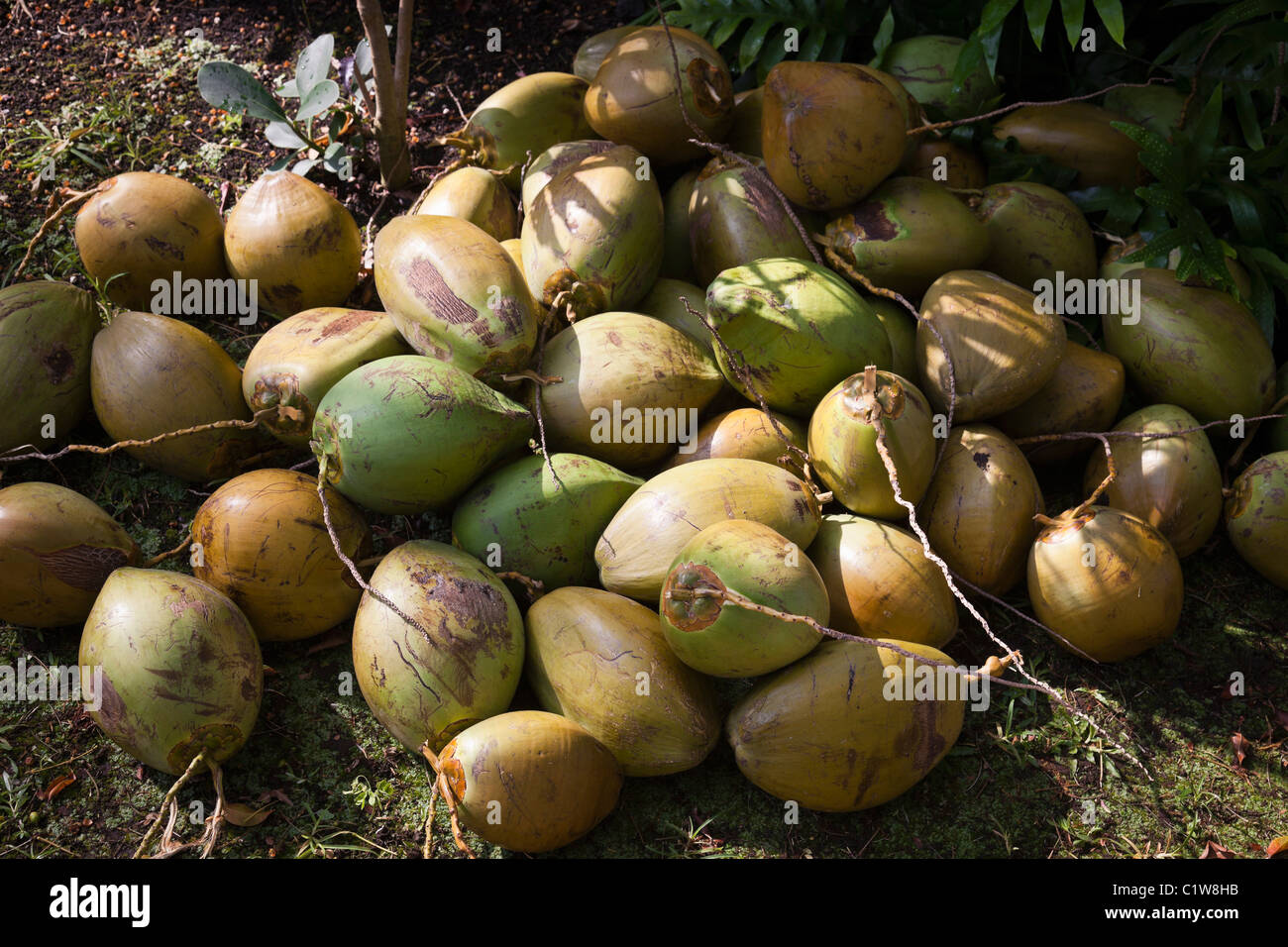 Hawaii, Coconuts at farm market Stock Photo Alamy