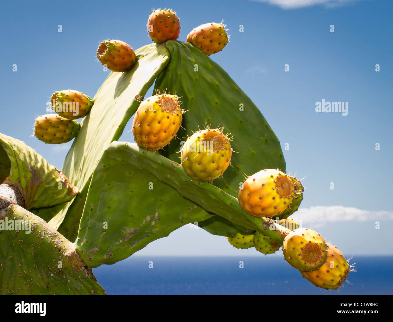Hawaii Oahu Prickly Pear Cactus Seed Pods Stock Photo Alamy
