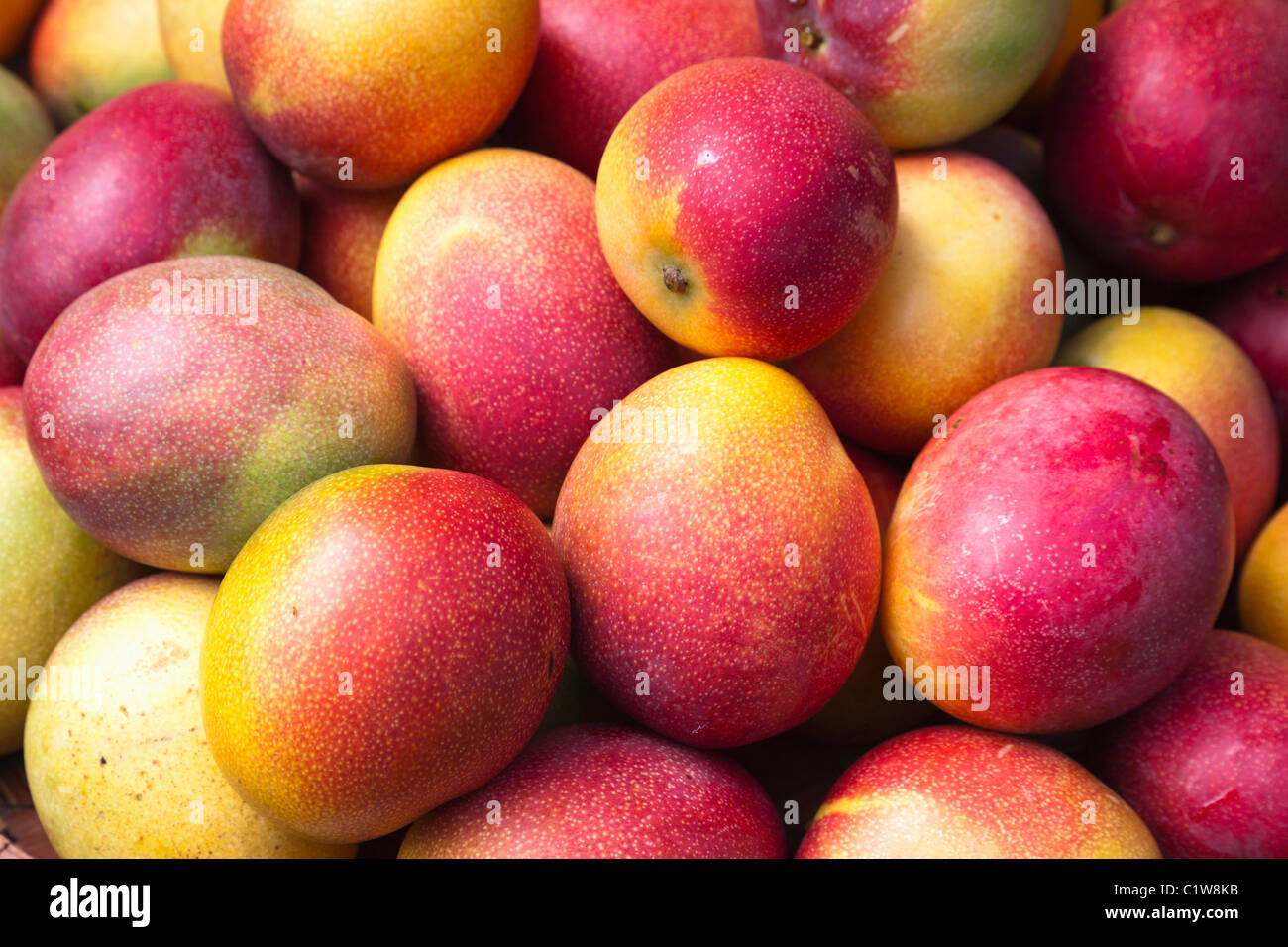 Hawaii, Ripe Haydn mangoes Stock Photo Alamy