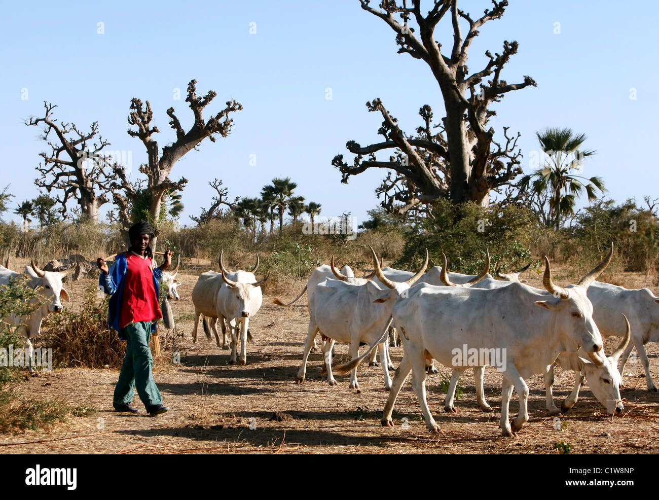 Herdsman with cattle in Senegal Stock Photo