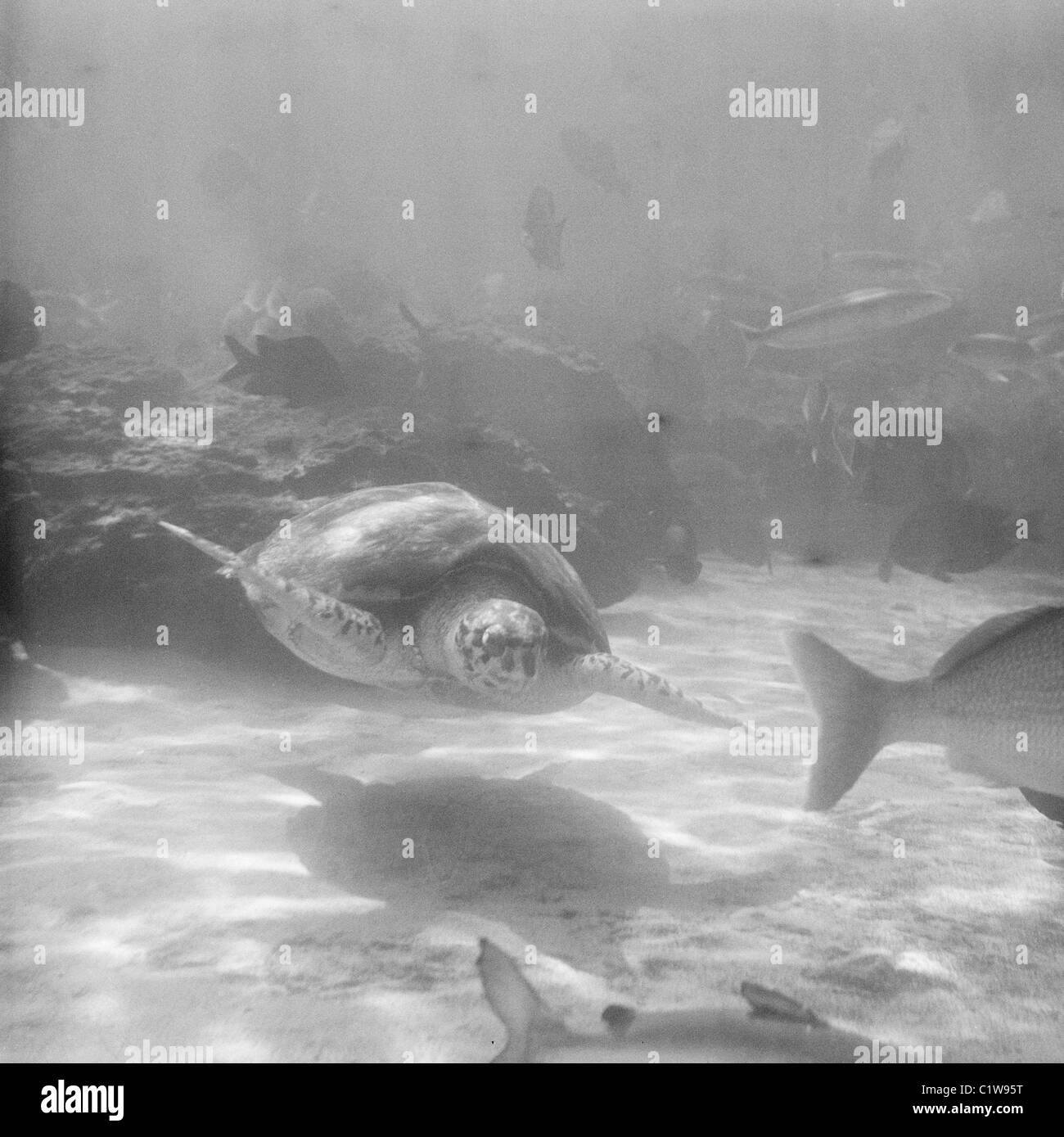 Underwater Black and White Stock Photos & Images - Alamy