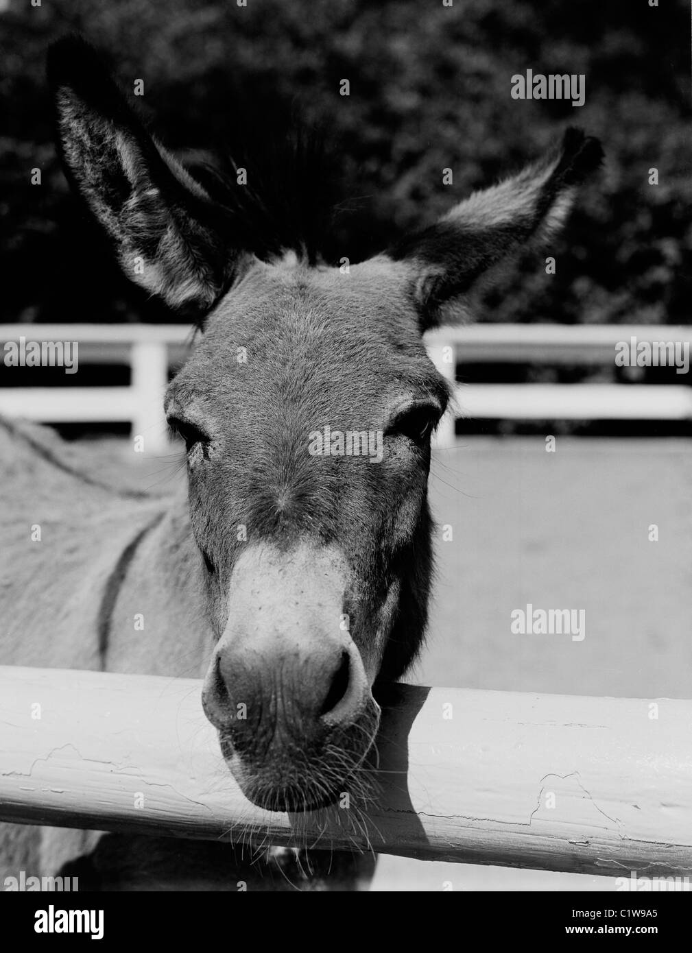 Donkey (Equus africanus asinus) close-up Stock Photo